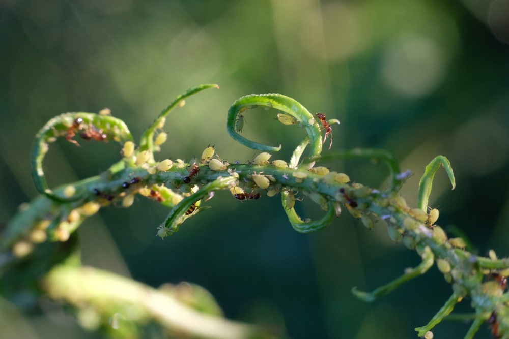 Monitoring and preventing pests and diseases on cannabis plant