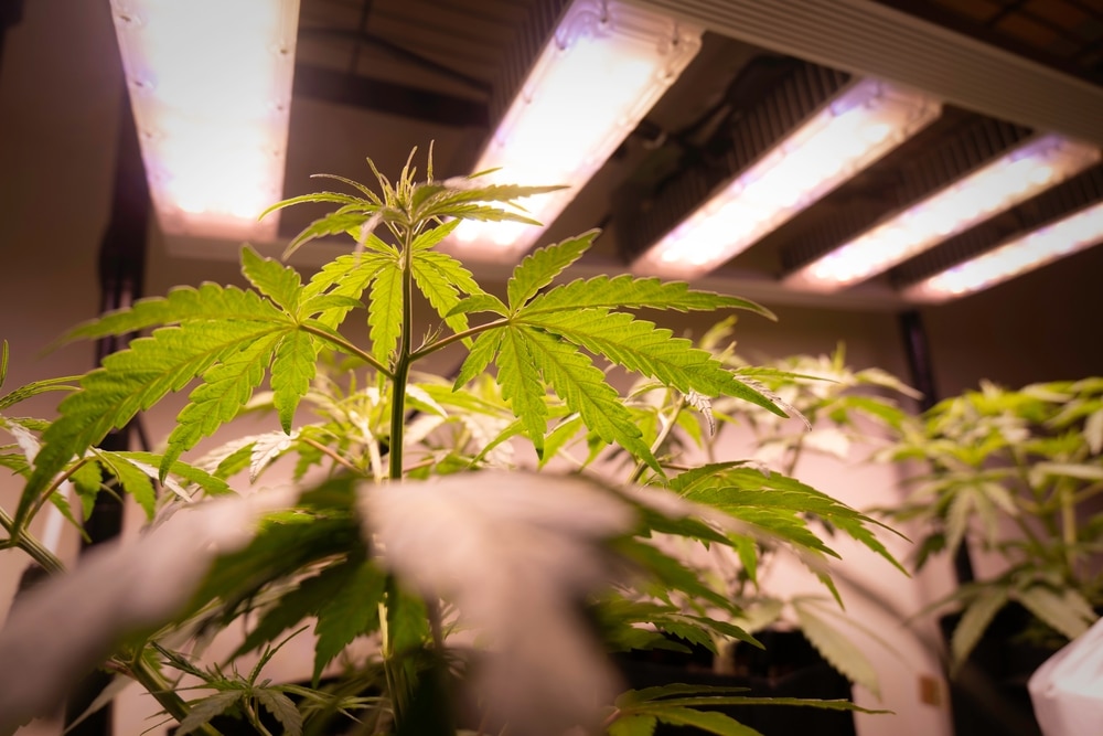 Young cannabis plants under LED grow lights