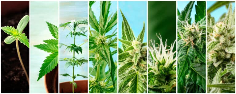 How Long Does It Take Marijuana to Grow?