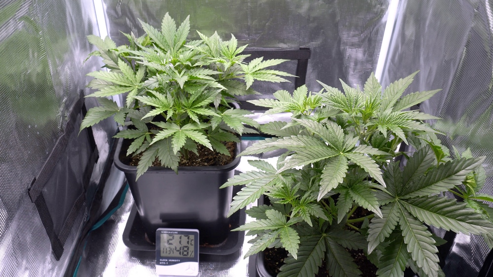 How long does it take marijuana to grow