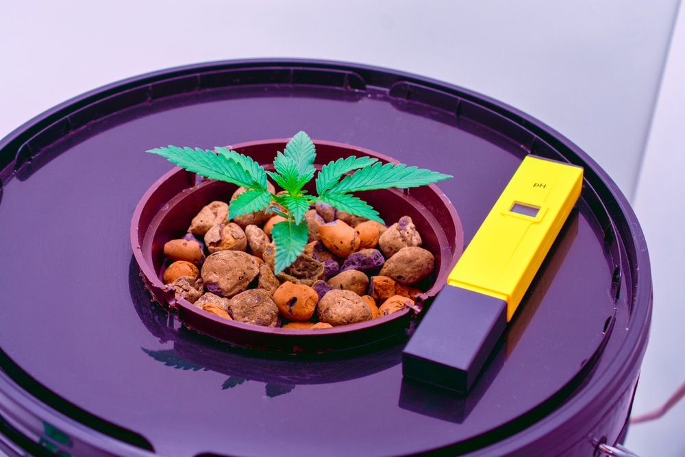 marijuana bush growing in hydroponics method for marijuana seeds worth