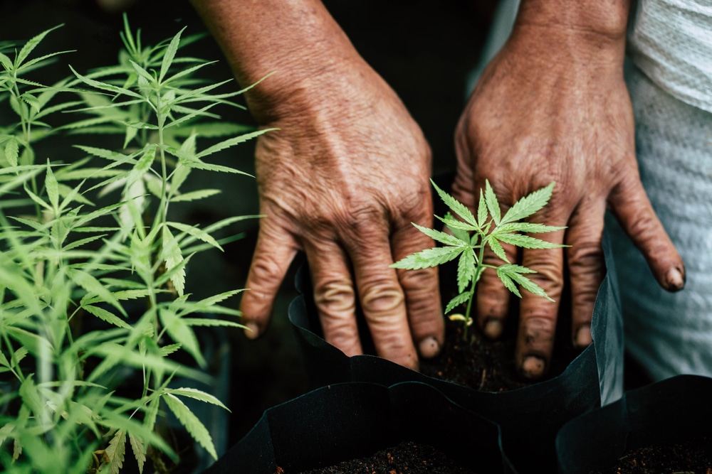 Re-potting young cannabis plants into grow bags