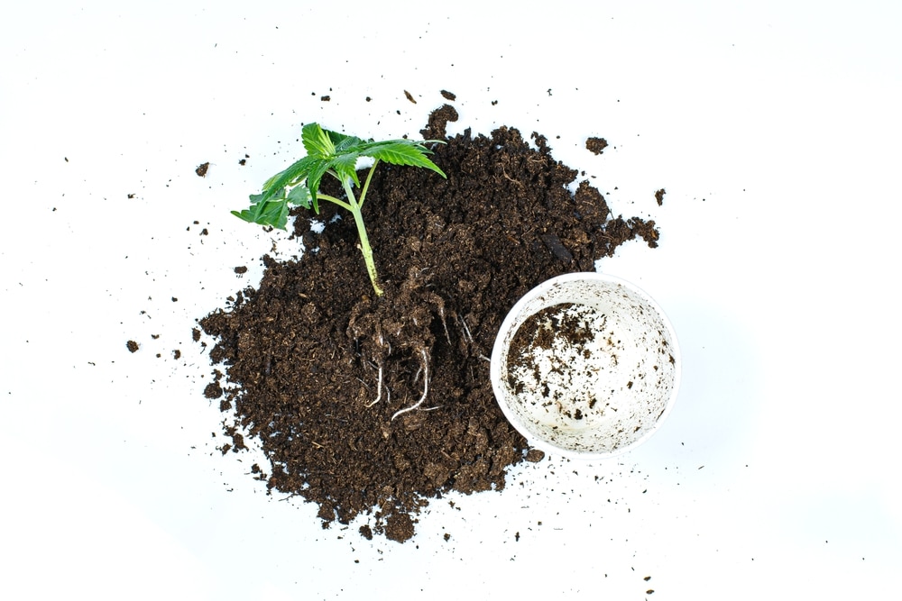 best soil to grow marijuana