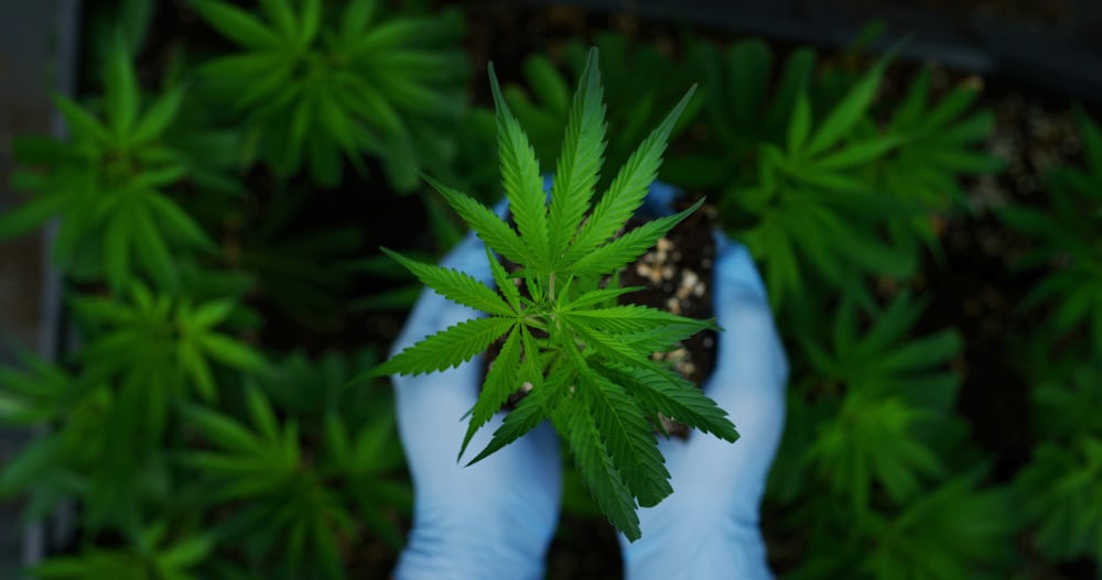 best time to harvest marijuana - featured image