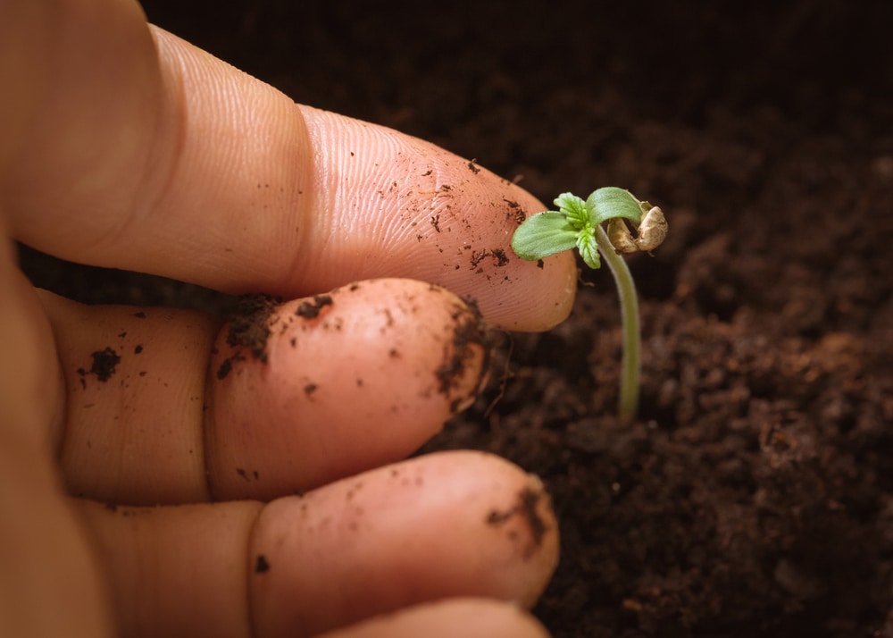 A hand gently touching a cannabis seedling