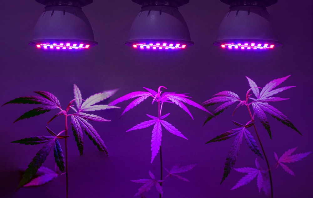 Feminized autoflower seed bank plant sapling cannabis growing in pot with LED grow light