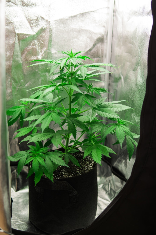 feminized seeds for sale - featured image