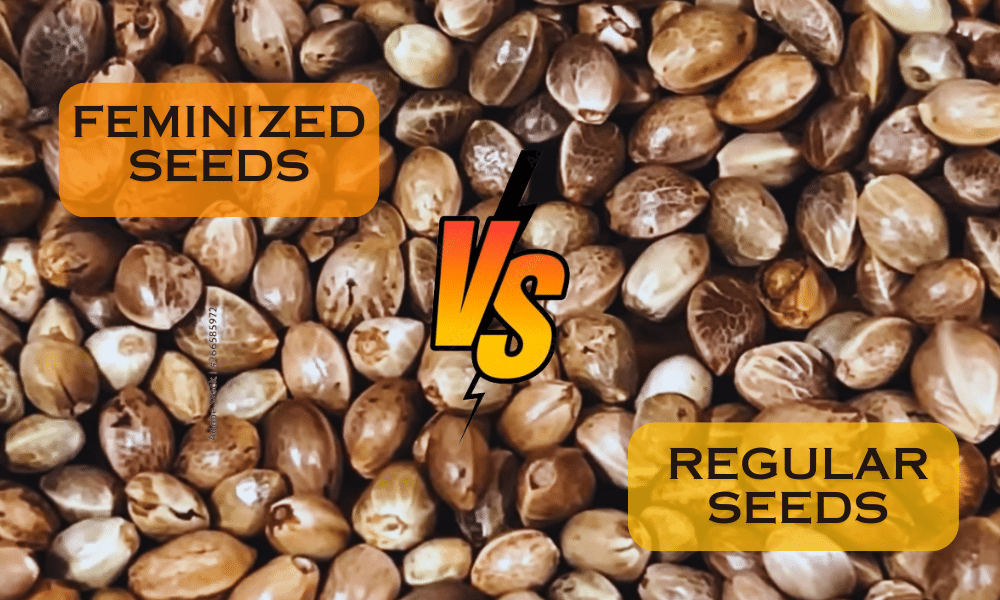 feminized seeds vs regular seeds