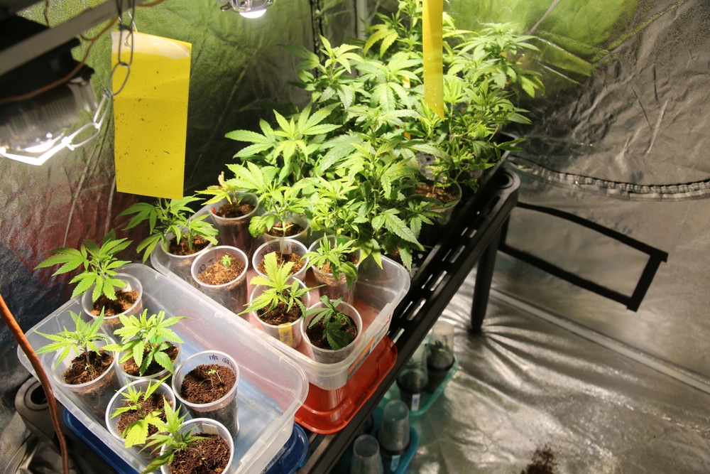 marijuana and cannabisgrowing feminized seeds indoor grow tent