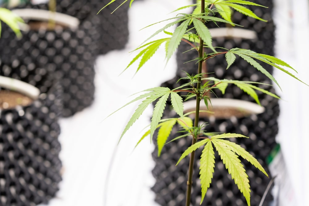 Young marijuana plants growing in containter