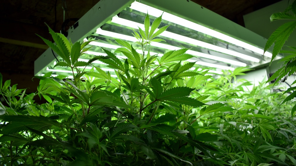 how tall do marijuana plants grow - featured image