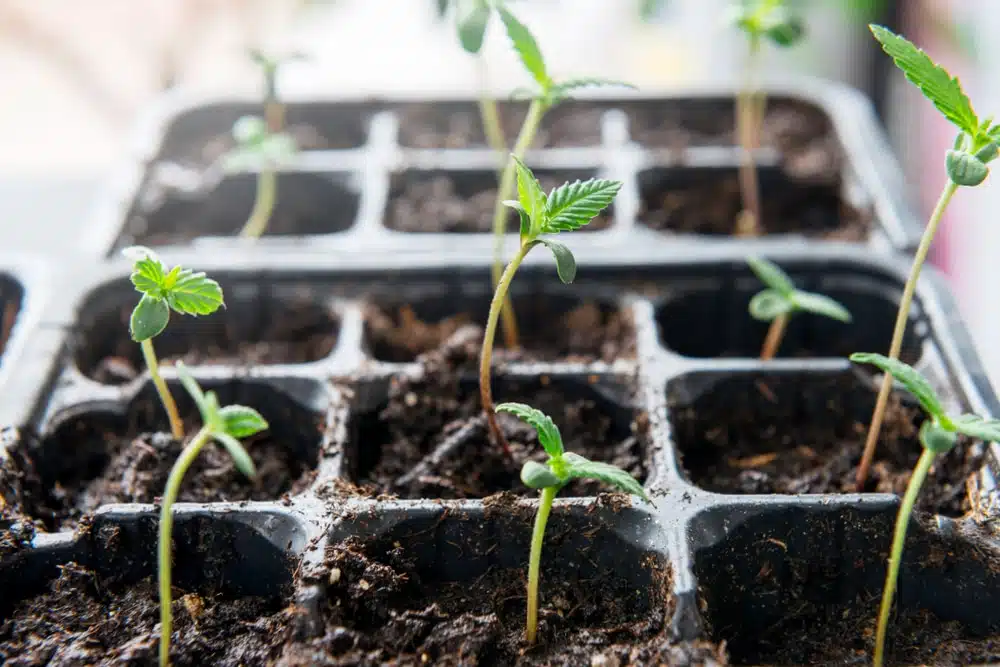 A tray of marijuana sprouts in a soil grow tray