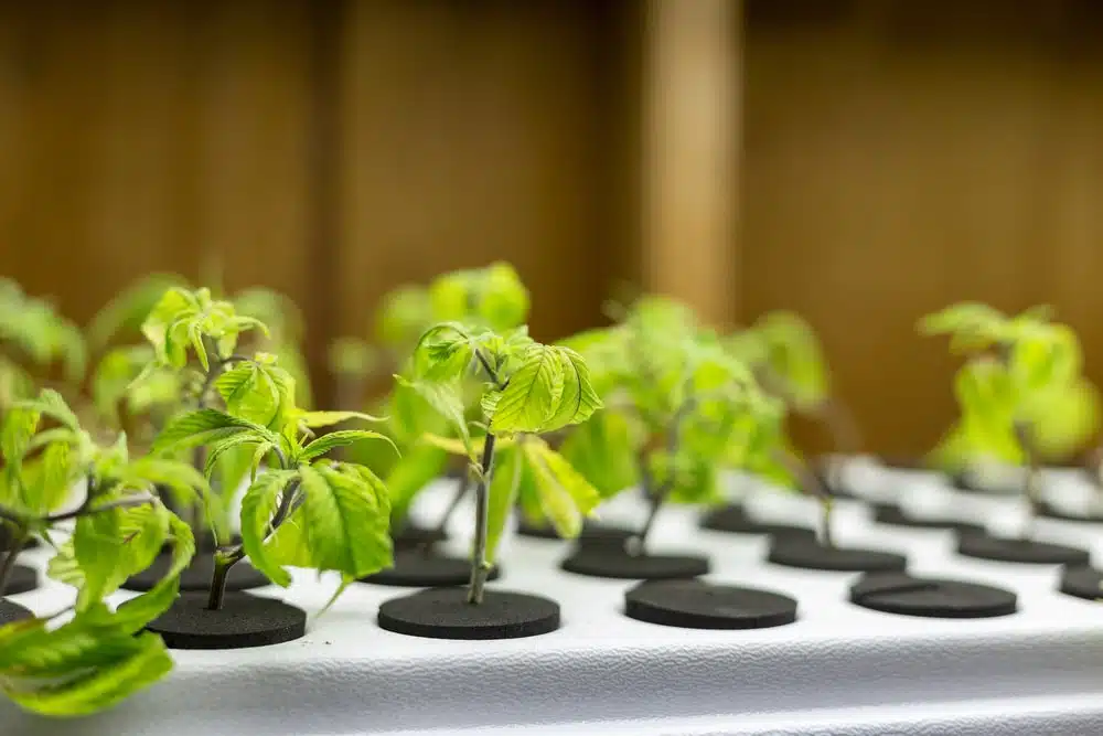 Young marijuana plants in a grow tray, ready for transplanting