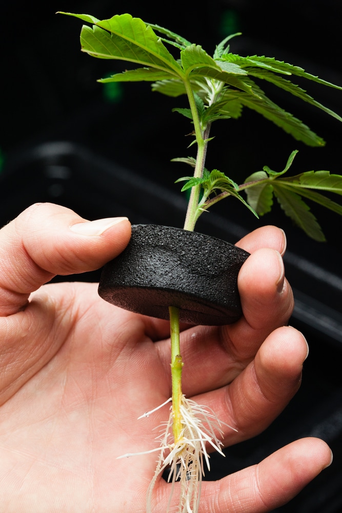 A hand holding a baby marijuana plant