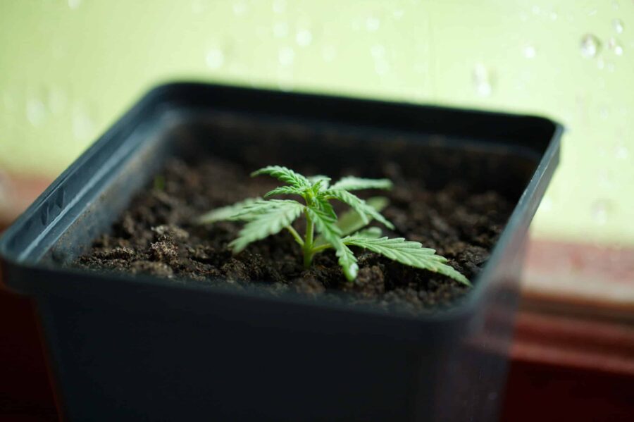 A young marijuana seeds growing in a square pot