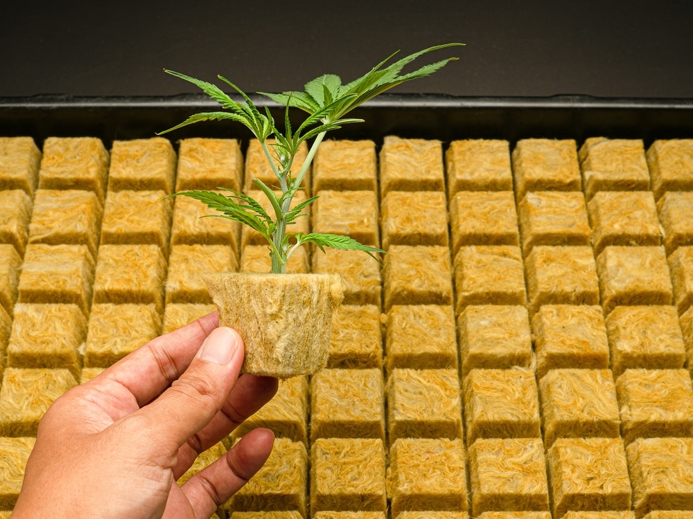 how to grow a marijuana seed - featured image