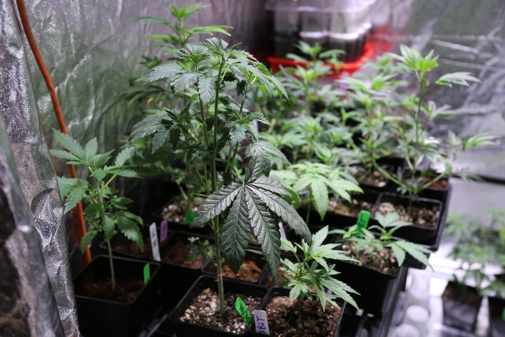 Different sized marijuana plants in an indoor grow tent