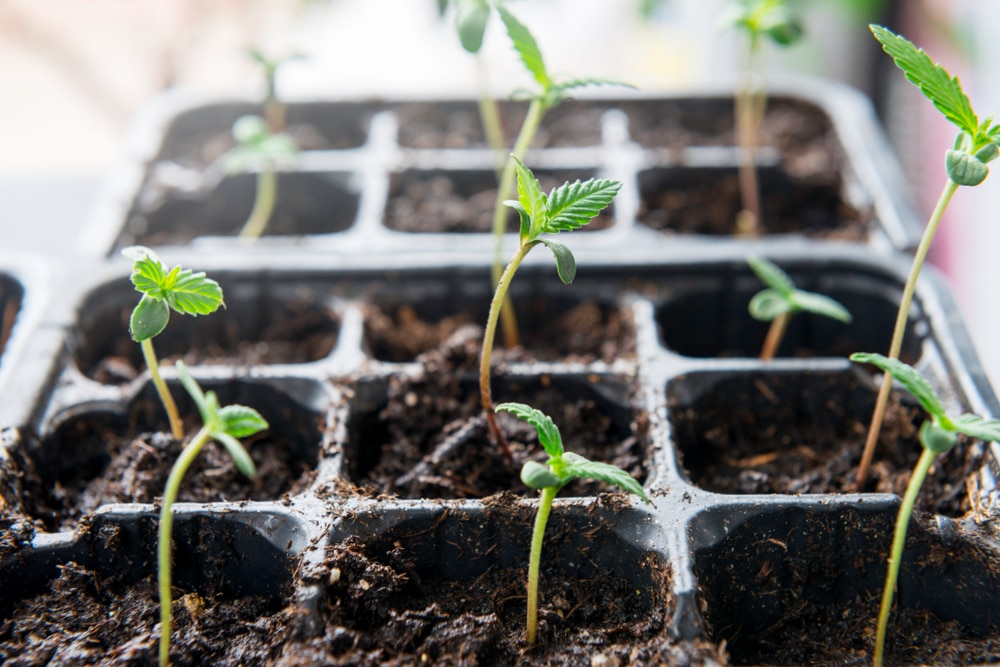 A tray of soil-grown marijuana seedlings, ready for larger pots