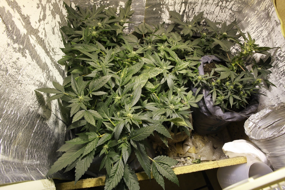 marijuana grow tents