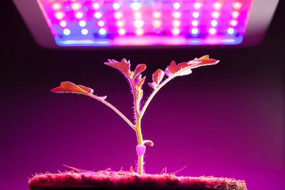 Conseils pour la culture de la marijuana - featured image