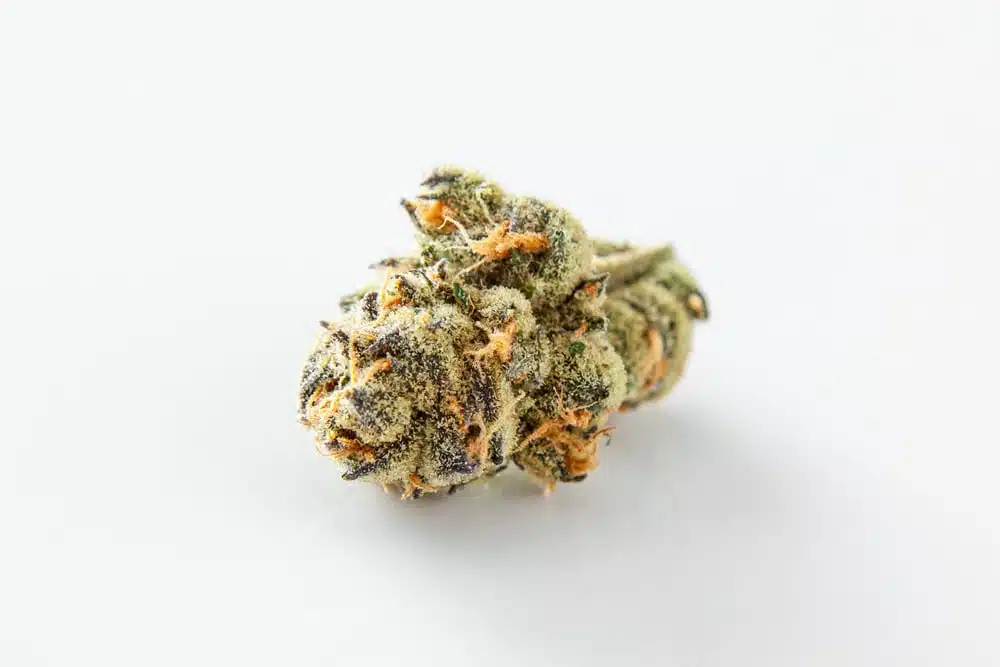 marijuana growing tips, harvested bud