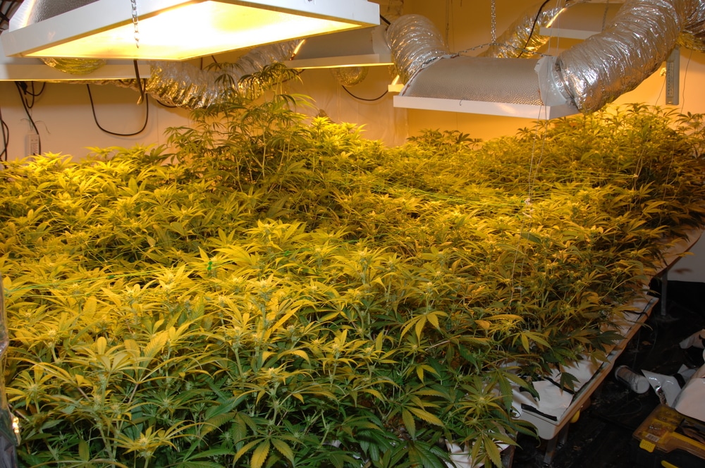 Indoor cannabis growing in a Sea of green set up