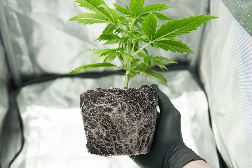marijuana seed science - featured image