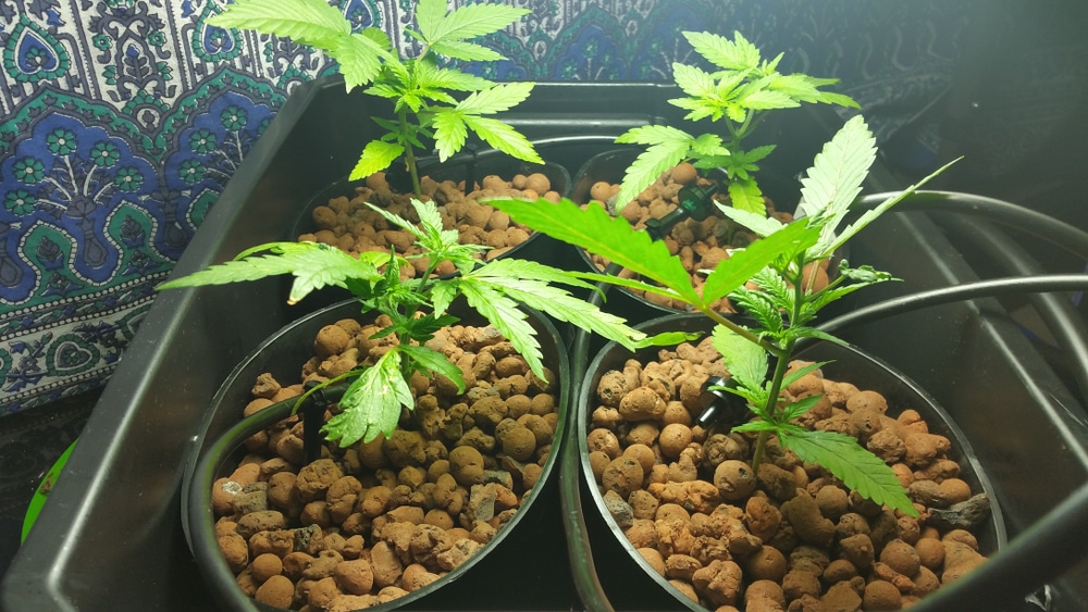 Young cannabis plants growing in pots with pea gravel soil