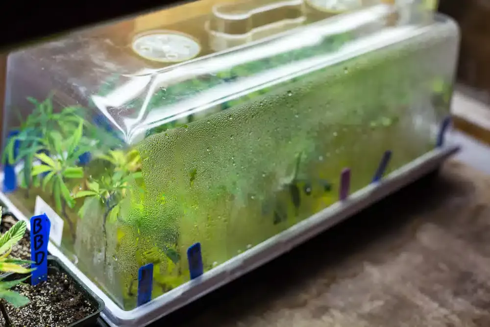 Cannabis plants in a temperature controlled grow box