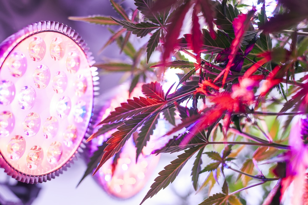 Marijuana plants growing under full spectrum LED lights