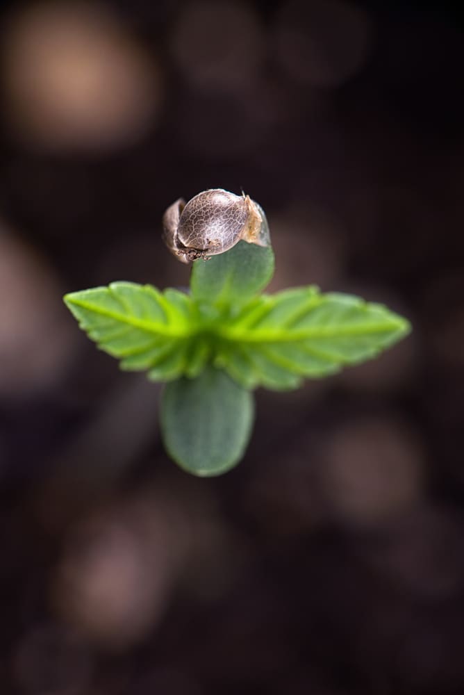 A young cannabis sprout with seed husk still attached