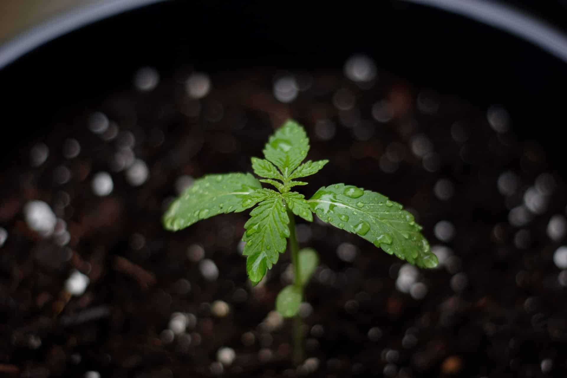 A black pot nurtures a small marijuana plant, illustrating the growth and potential that can be found when seeking the best place to buy marijuana seeds online.