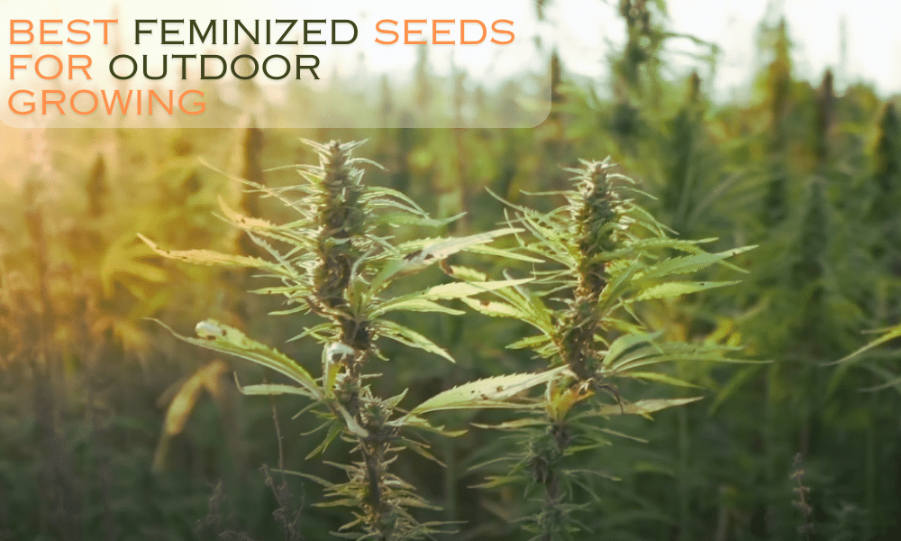 best feminized seeds for growing outdoors