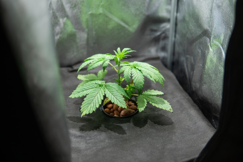 Can you just throw seeds, young plant in a grow tent