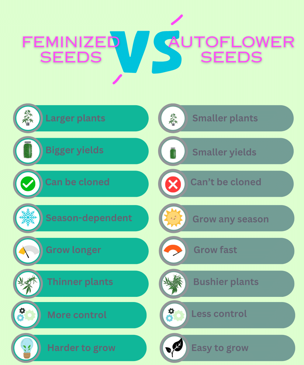 autoflower vs feminized comparision infographics