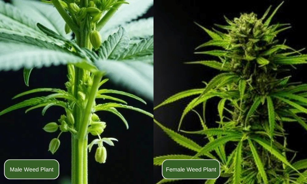 male and female weed plants comparasion