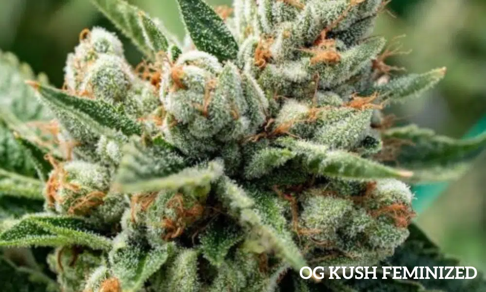 OG Kush Feminized | The Seed Fair OG Kush