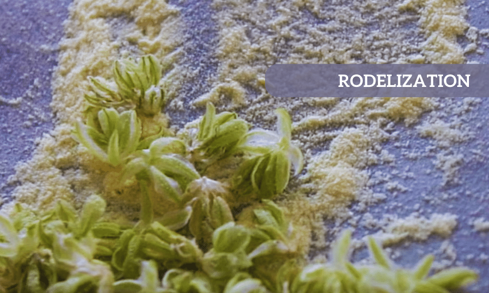 how to feminize seeds with rodelization