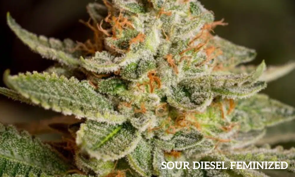 Sour diesel feminized | The Seed Fair Sour diesel feminized