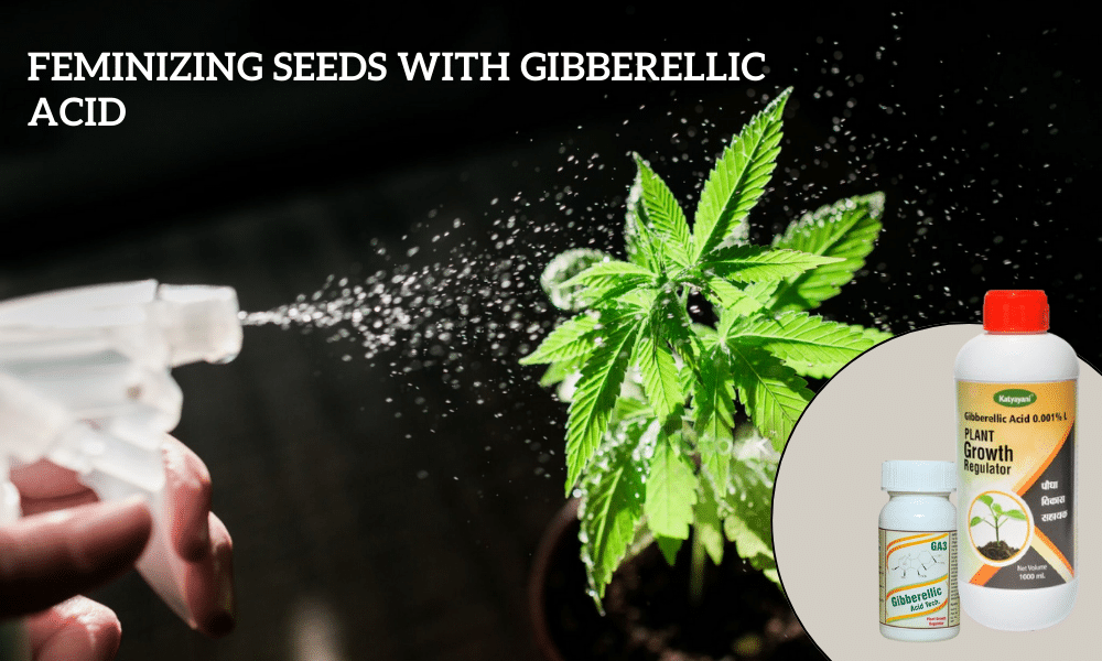Feminizing seeds with Gibberellic Acid