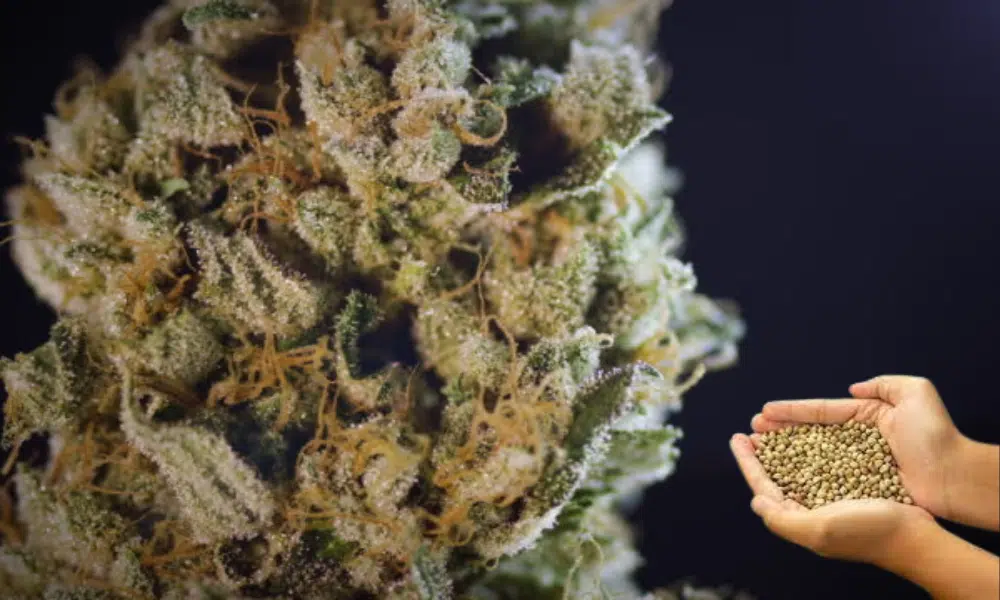 feminized seeds | The Seed Fair what are feminized seeds