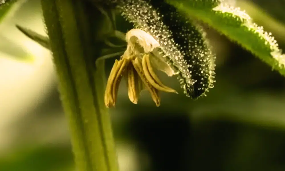 seeds feminization | The Seed Fair der Prozess der Samenfeminisierung