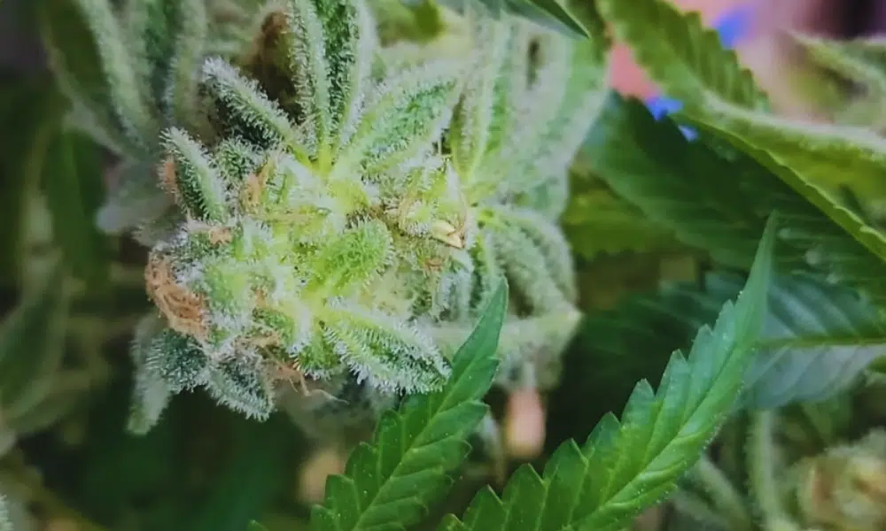 how seeds feminized | The Seed Fair wie Samen feminisiert