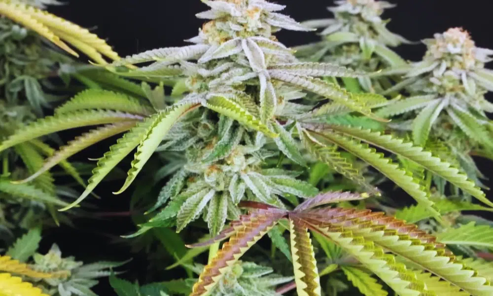 what are feminized seeds | The Seed Fair was sind feminisierte Samen Definition