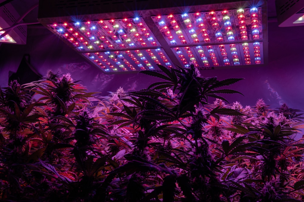 Why did my feminized plant have seeds, plants under LED lights