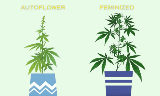 Feminized Vs Autoflower Seeds What S The Difference And Which Is Better