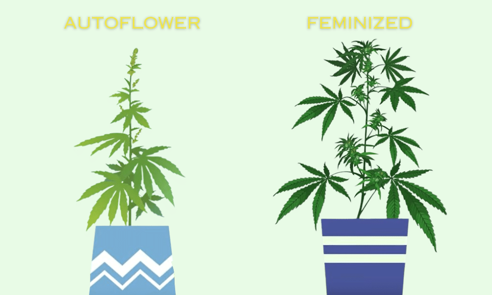 autoflower vs feminized comparison in size and appearance