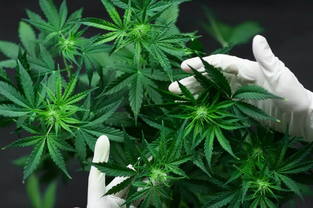  female marijuana plant produce seeds without a male