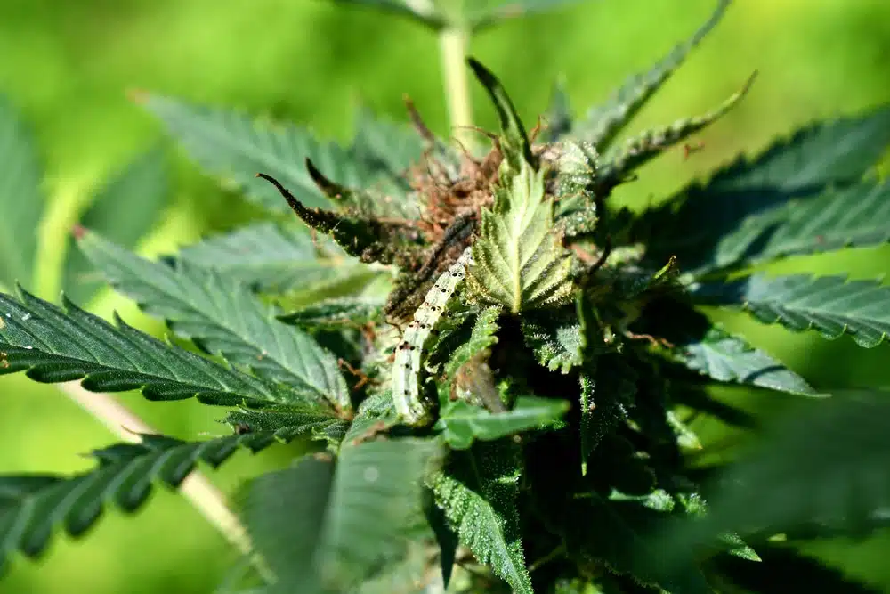 mother plant from a feminized seed outdoor and indoor growing 
