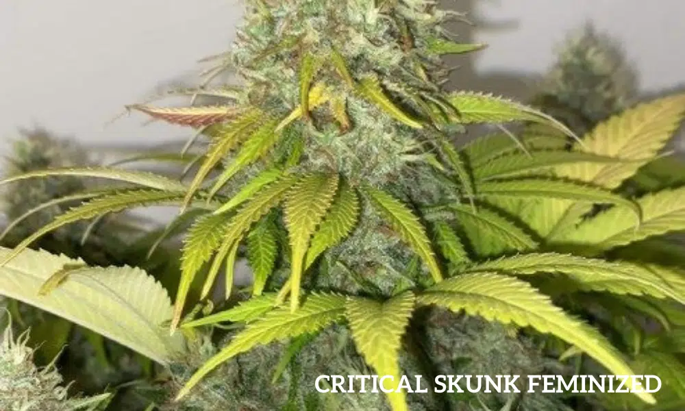 critical skunk feminized | The Seed Fair critical skunk feminized
